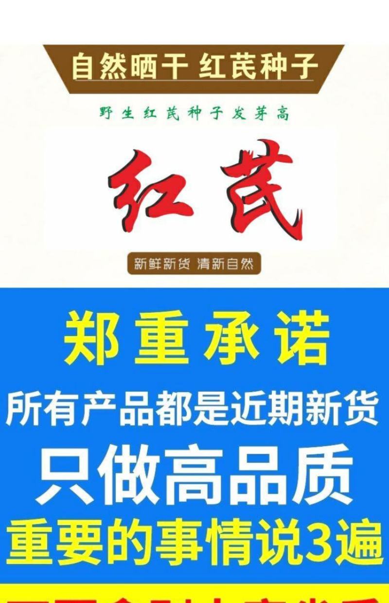 甘肃红芪种子500g克包邮发芽率高新种籽产地发货