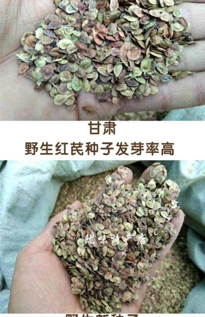 甘肃红芪种子500g克包邮发芽率高新种籽产地发货