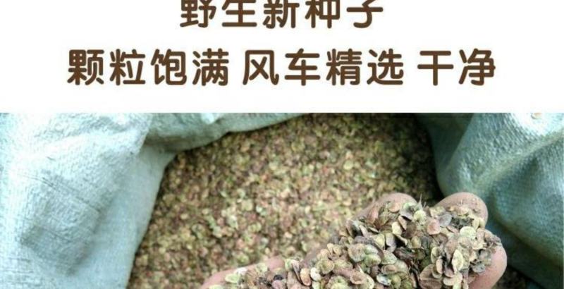 甘肃红芪种子500g克包邮发芽率高新种籽产地发货