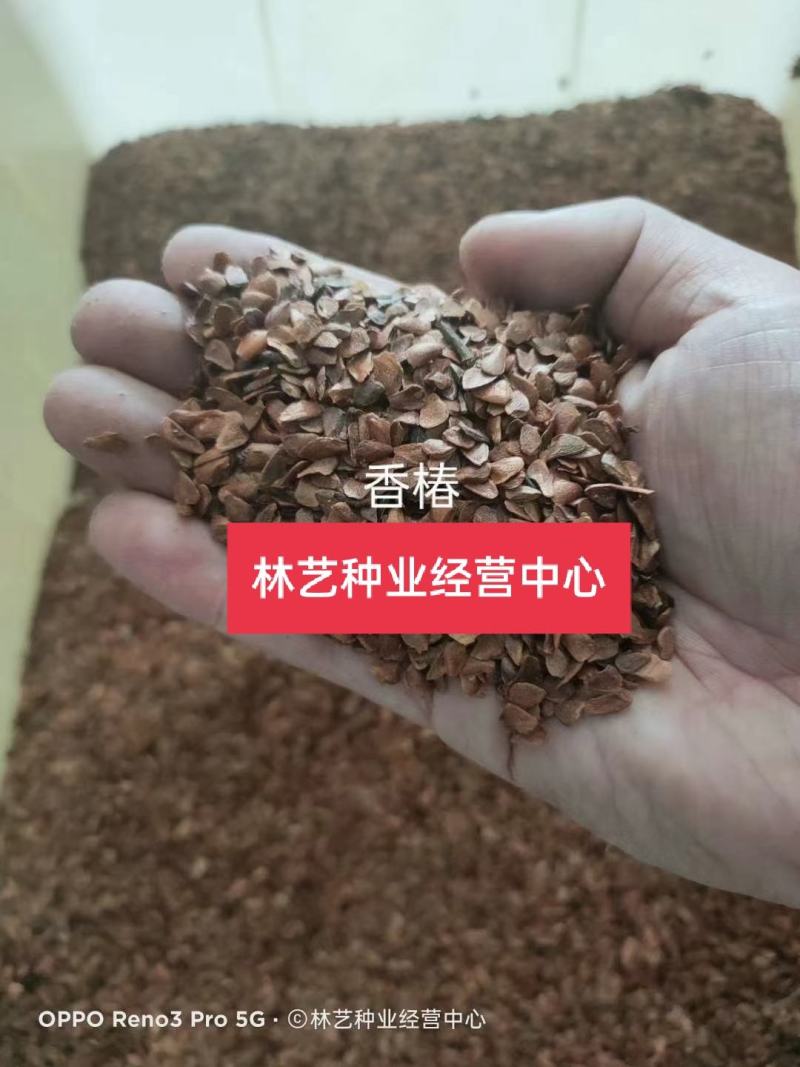 香椿种子树上蔬菜籽红油香椿芽苗阳台庭院盆栽四季播易种速生