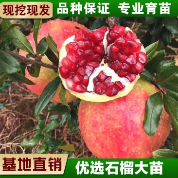 石榴树苗，当年栽种，当年挂果，平邑县国瑞苗木蓝莓基地