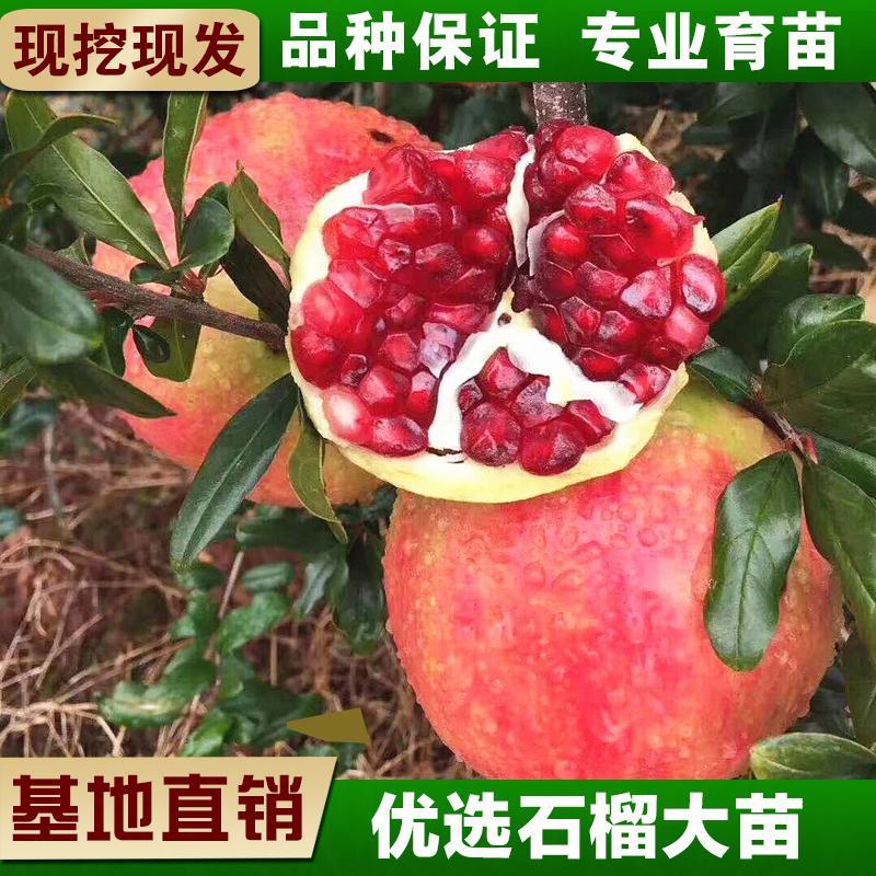 石榴树苗，当年栽种，当年挂果，平邑县国瑞苗木蓝莓基地