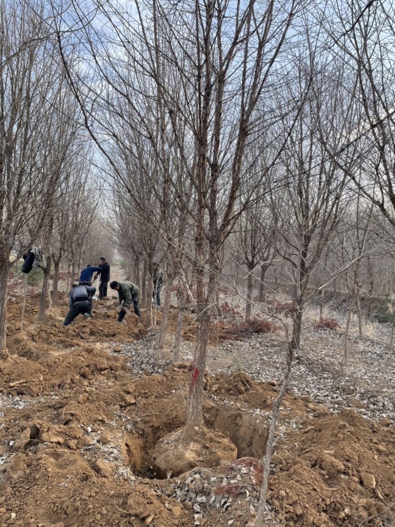 山西8公分流苏10公分流苏12公分流苏15公分流苏树基地