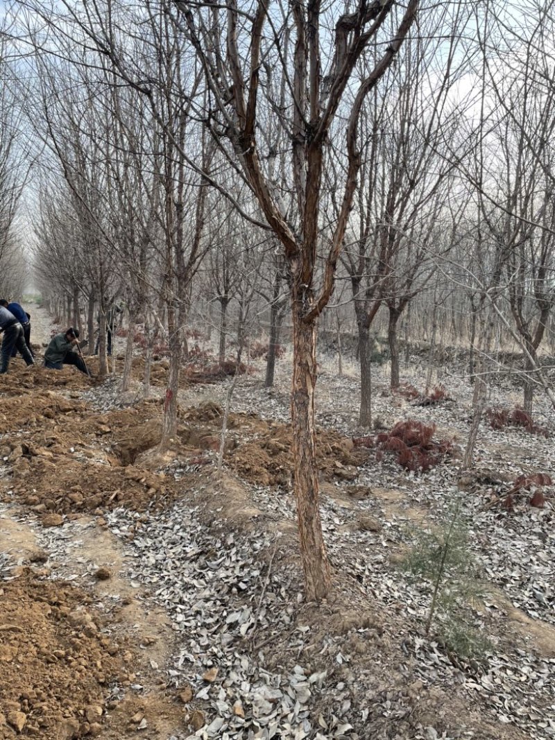 山西8公分流苏10公分流苏12公分流苏15公分流苏树基地