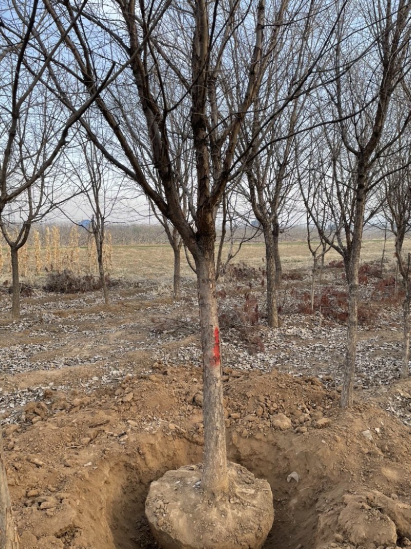 山西8公分流苏10公分流苏12公分流苏15公分流苏树基地