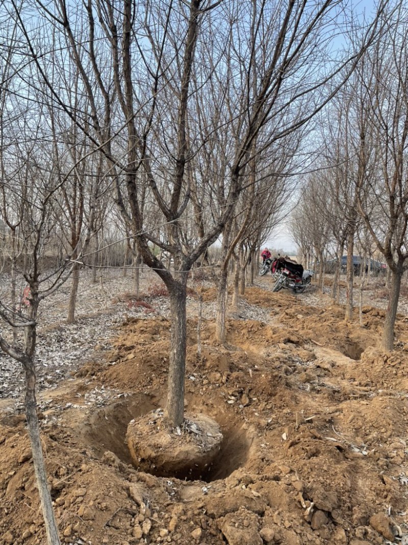 山西8公分流苏10公分流苏12公分流苏15公分流苏树基地
