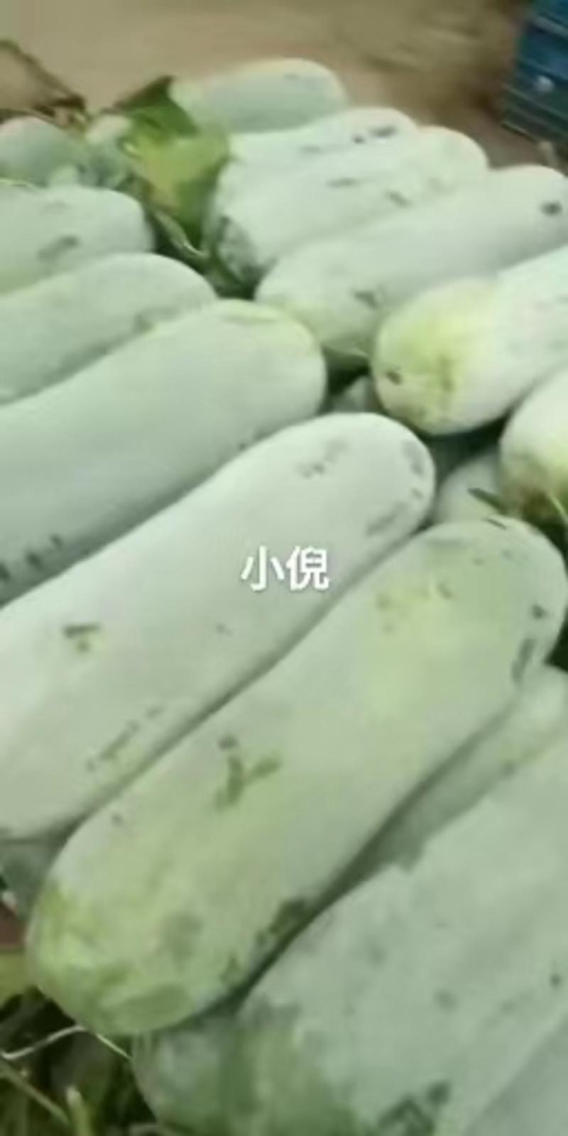 安徽冬瓜精品白皮冬瓜即将大量上市产地直发一手货源