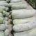 安徽冬瓜精品白皮冬瓜即将大量上市产地直发一手货源