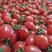 温州小圣女果红黄都有日产1000斤甜度平均值10度