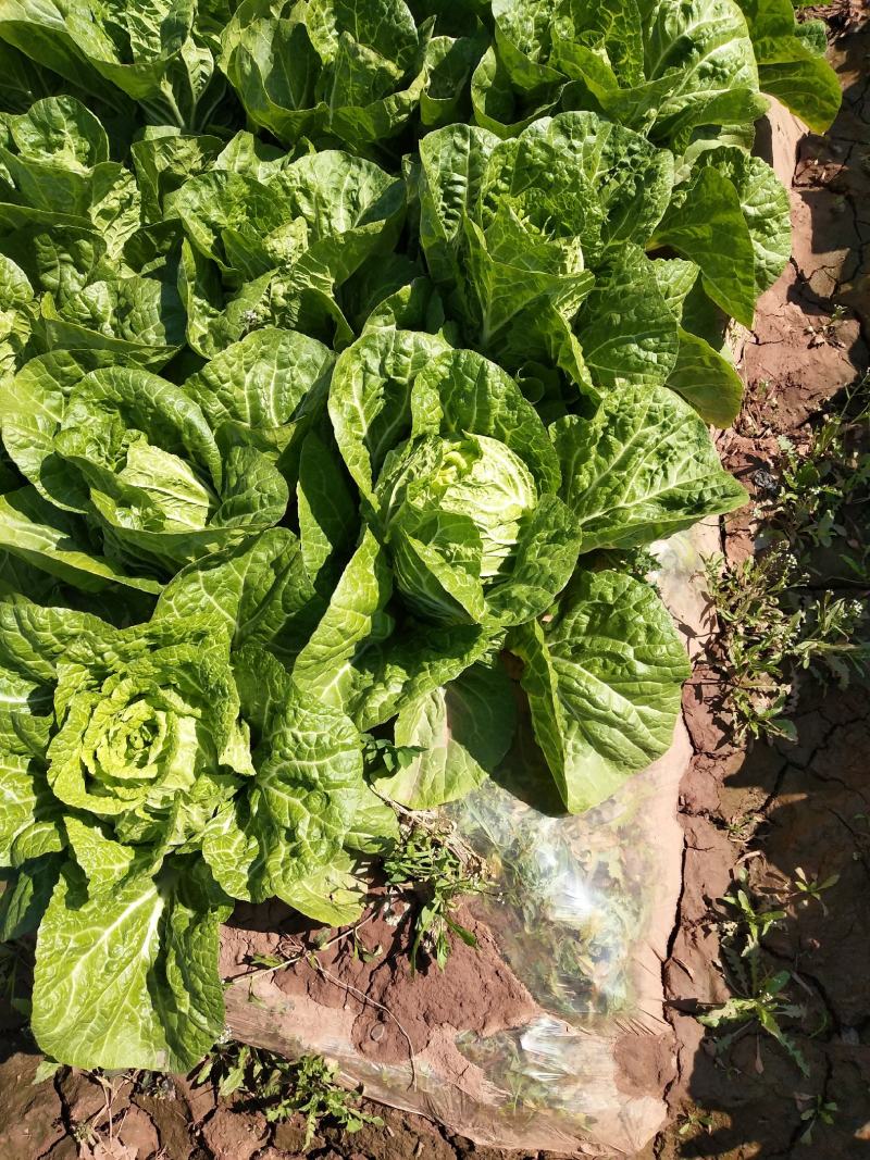 大白菜毛菜4~6斤质量上好。欢迎下单。