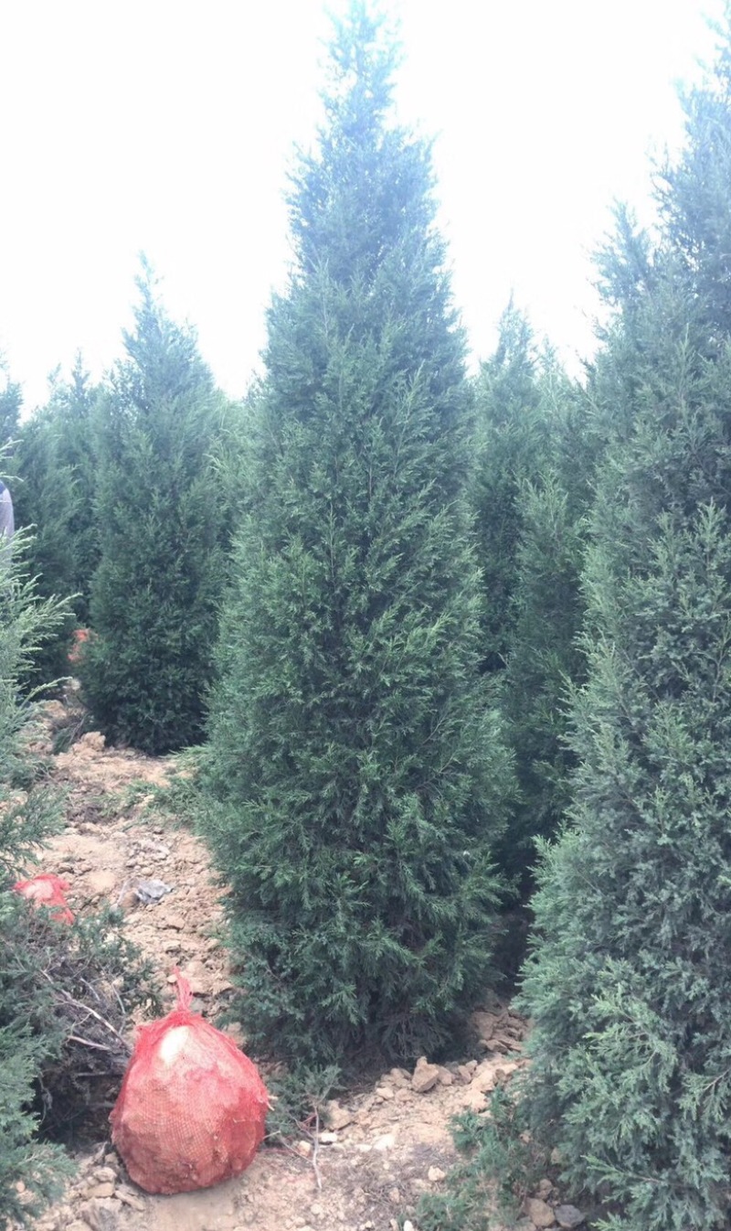 2米蜀侩价格，2米5蜀侩基地，3米蜀侩多少钱一棵