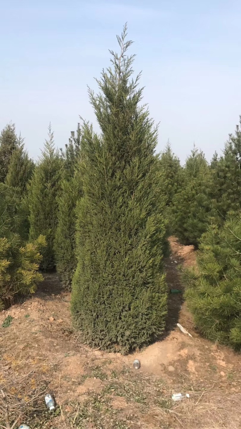 2米蜀侩价格，2米5蜀侩基地，3米蜀侩多少钱一棵