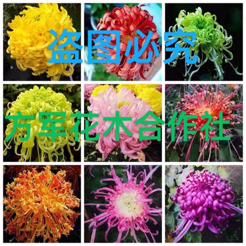 菊花菊花苗鲜菊花免费包邮龙爪菊花基地直销提供发票