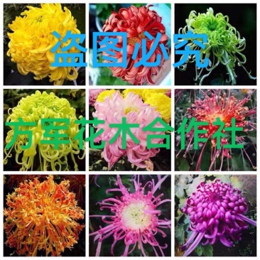 菊花苗菊花鲜菊花免费包邮龙爪菊基地直销提供发票