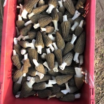 羊肚菌干品，鲜品需要的联系