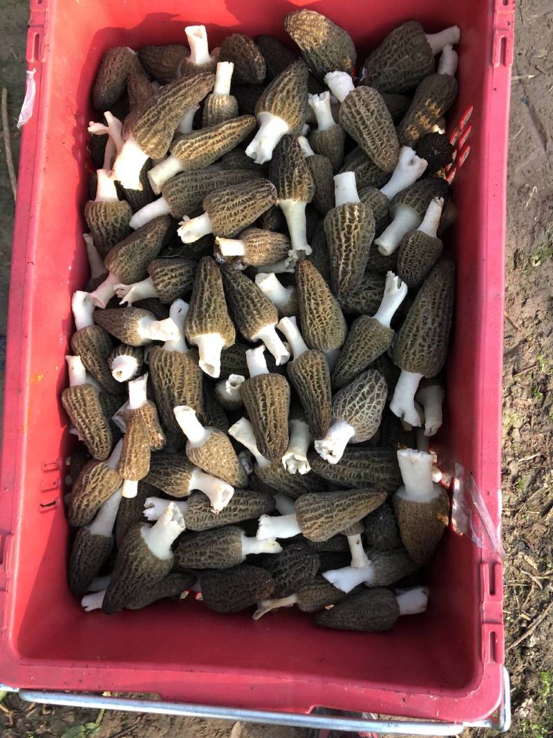 羊肚菌干品，鲜品需要的联系