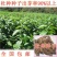 新采杜仲种子丝棉皮棉树皮胶树中药材树种子丝棉皮