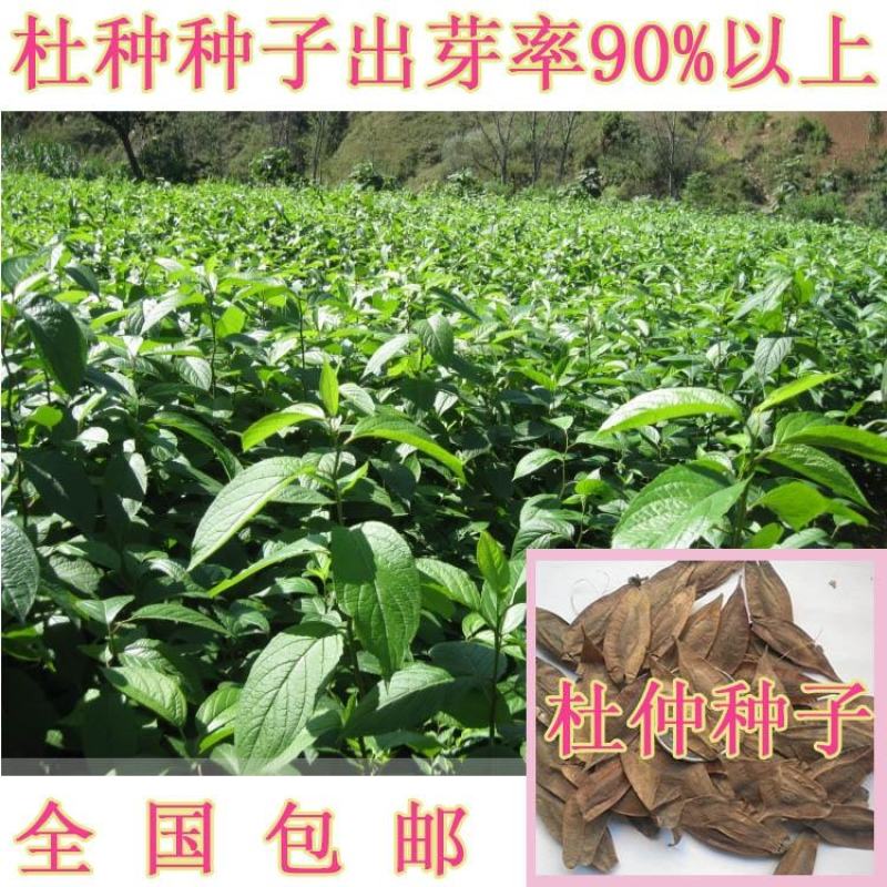 新采杜仲种子丝棉皮棉树皮胶树中药材树种子丝棉皮