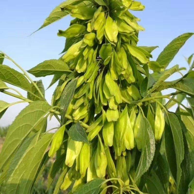新采杜仲种子丝棉皮棉树皮胶树中药材树种子丝棉皮