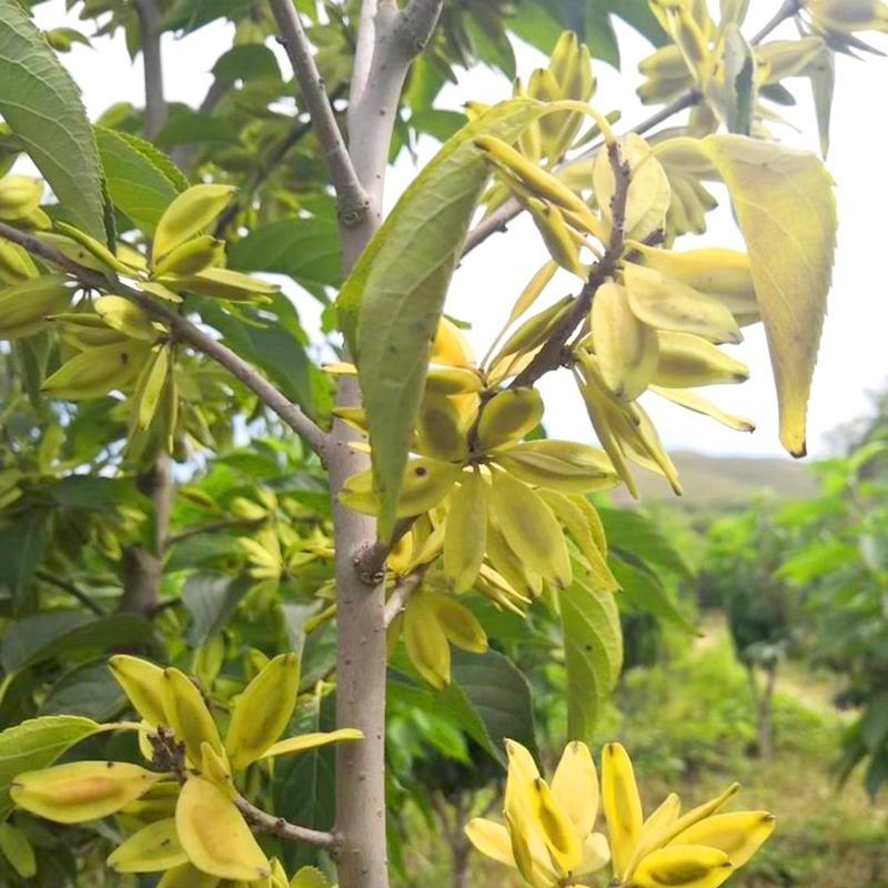 新采杜仲种子丝棉皮棉树皮胶树中药材树种子丝棉皮