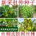 新采杜仲种子丝棉皮棉树皮胶树中药材树种子丝棉皮