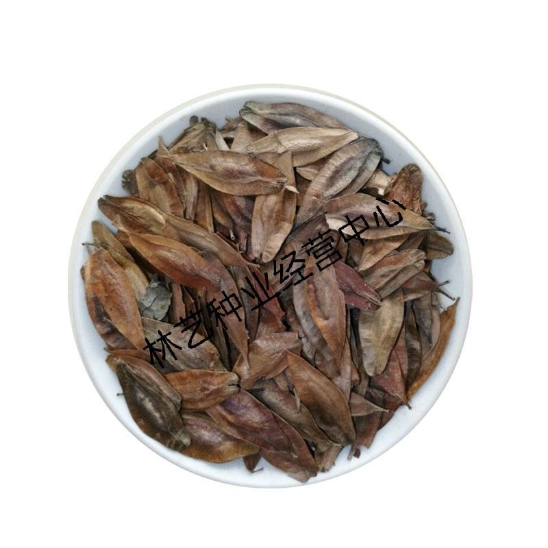新采杜仲种子丝棉皮棉树皮胶树中药材树种子丝棉皮