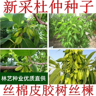 新采一级杜仲种子丝棉皮棉树皮胶树中药材树种子