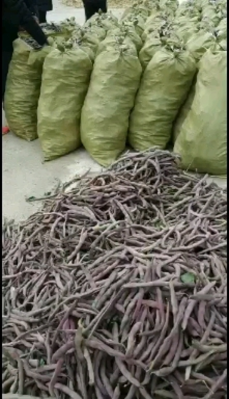 红豆角有需要的市场批发商朋友们与我联系！