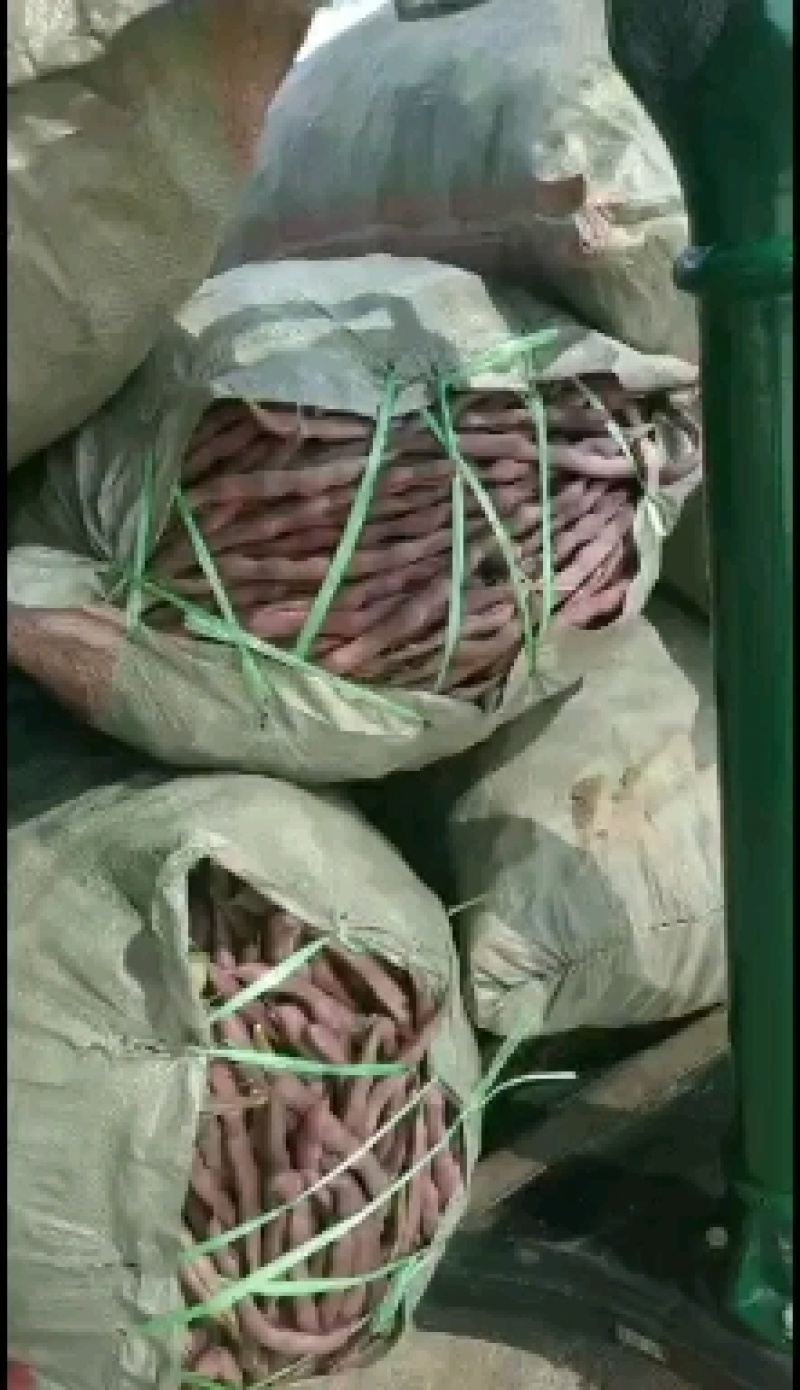 红豆角有需要的市场批发商朋友们与我联系！