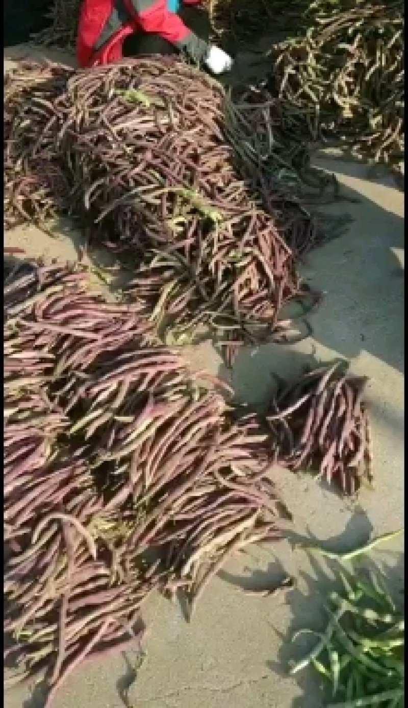 红豆角有需要的市场批发商朋友们与我联系！