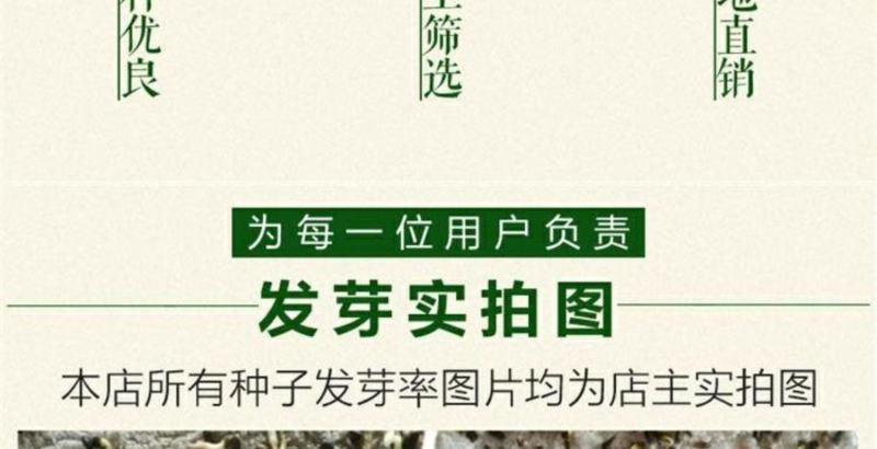 柴胡种子500g包邮中药材2021年新北柴胡种籽优质无杂