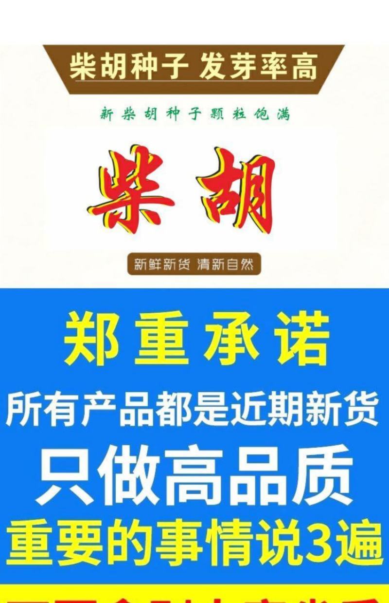 柴胡种子500g包邮中药材2021年新北柴胡种籽优质无杂