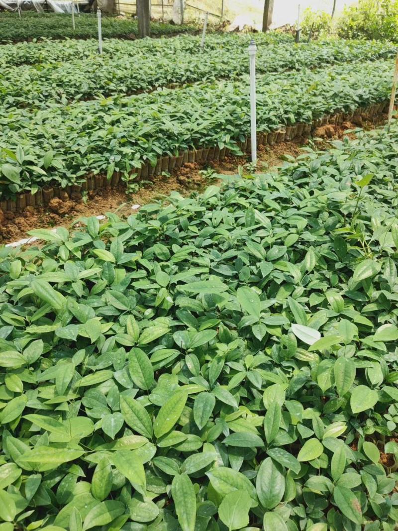高产土茯苓苗，白肉粉质，基地批发，包回收，保证品质