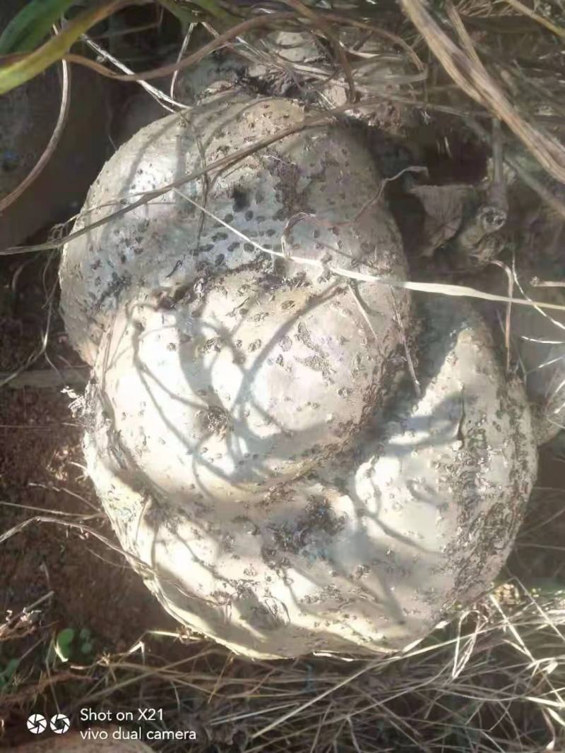 金不换，金元宝，山乌龟大量批发零售千金藤