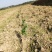 湖南长沙宁乡70亩土地转让，交通方便水方便