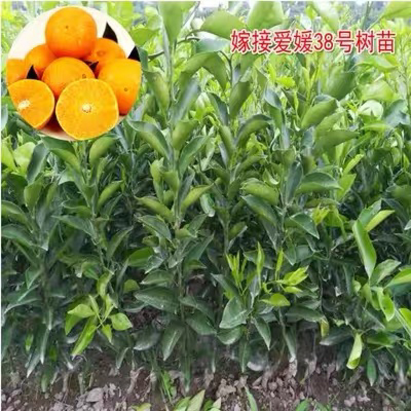【基地直销】爱媛38苗，湖南爱媛38，包成活包质量包服务