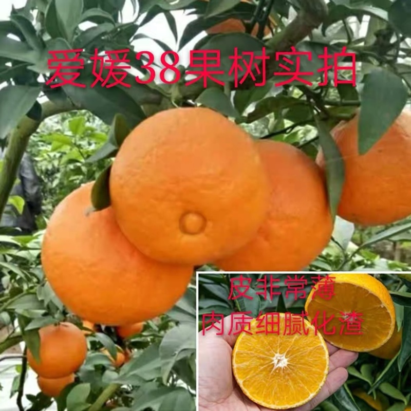 【基地直销】爱媛38苗，湖南爱媛38，包成活包质量包服务
