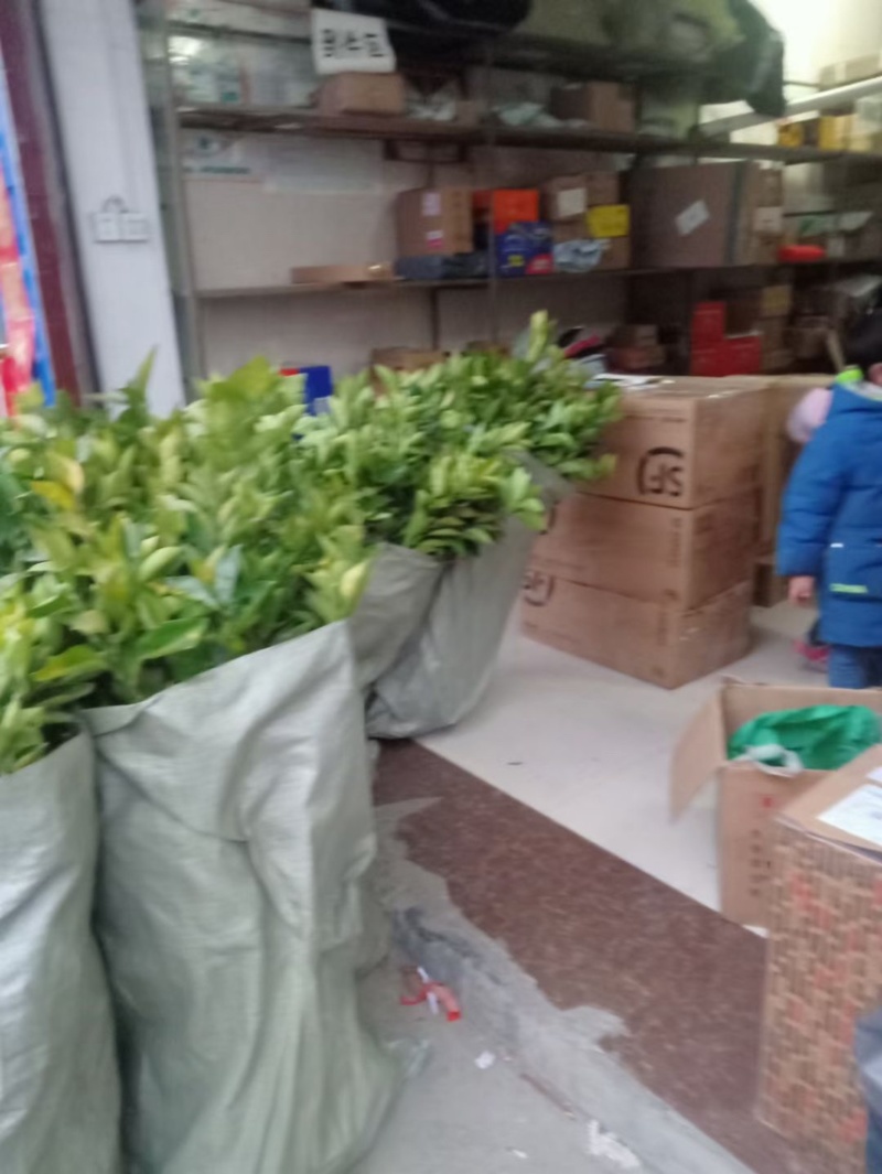【基地直销】爱媛38苗，湖南爱媛38，包成活包质量包服务