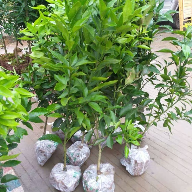 【基地直销】爱媛38苗，湖南爱媛38，包成活包质量包服务