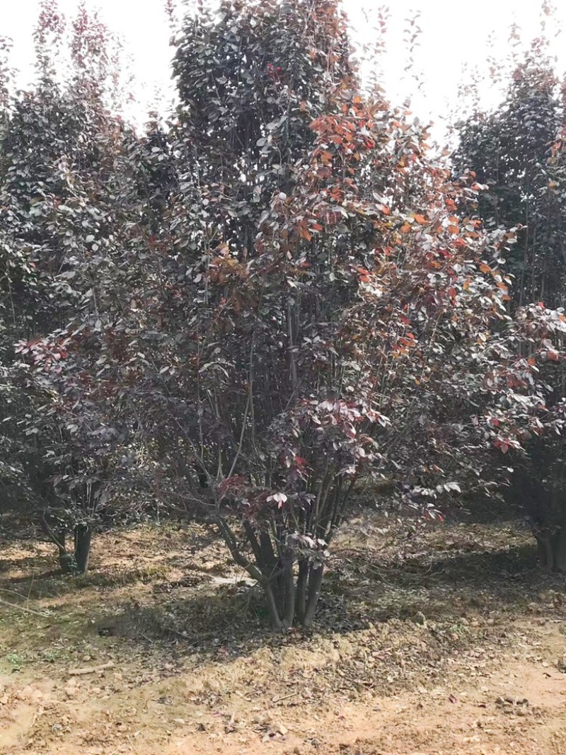 山西运城5-8公分红叶李，10-15公分红叶李基地