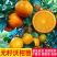 【包品种】沃柑苗,湖南怀化沃柑苗,对接全国,质优价廉