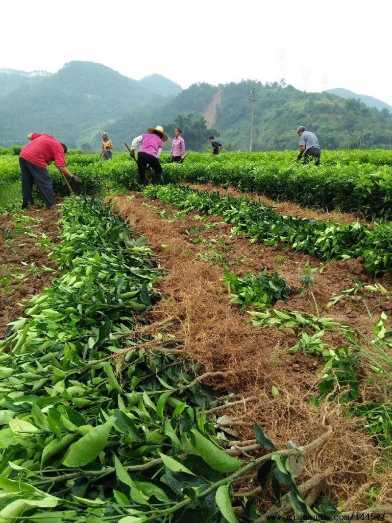 【包品种】沃柑苗，湖南怀化沃柑苗，对接全国，质优价廉