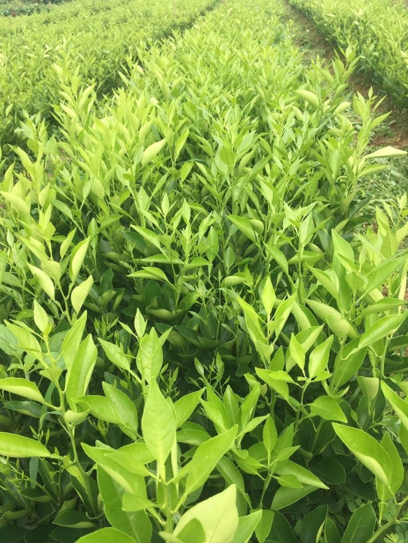 【包品种】沃柑苗，湖南怀化沃柑苗，对接全国，质优价廉