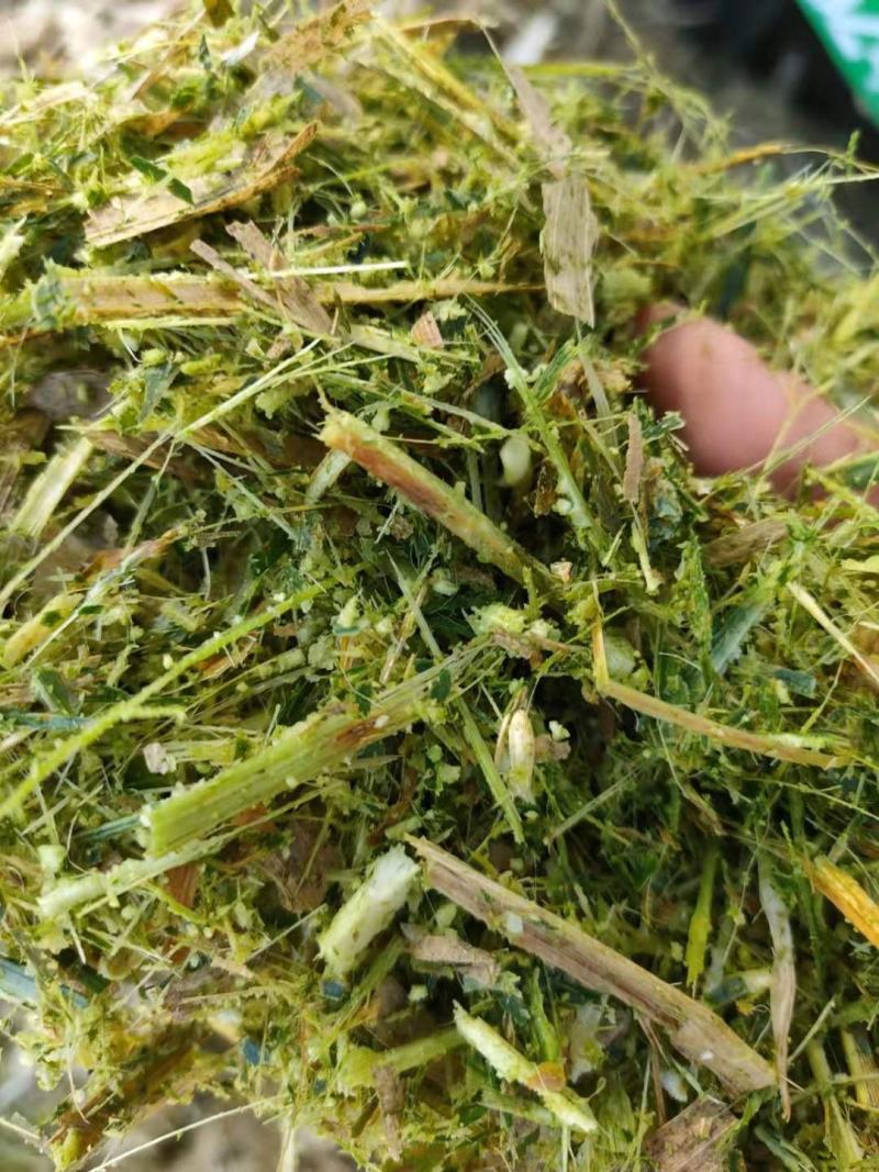 青储玉米饲料，益生菌发酵玉米青储，酒香味浓郁进口机器加工