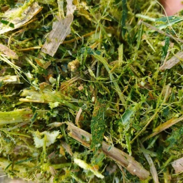 青储玉米饲料，益生菌发酵玉米青储，酒香味浓郁进口机器加工