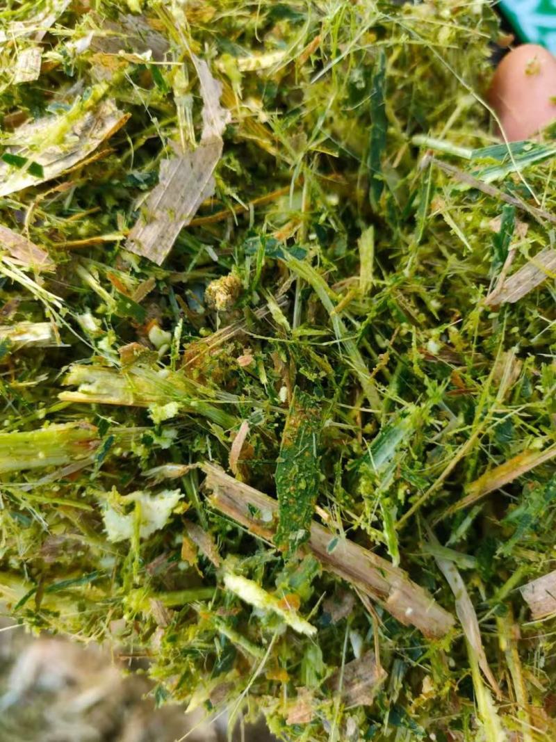 青储玉米饲料，益生菌发酵玉米青储，酒香味浓郁进口机器加工