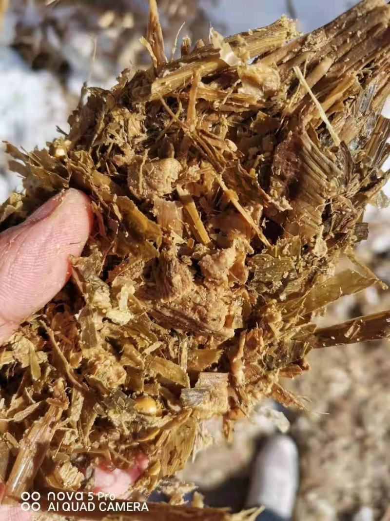青储玉米饲料，益生菌发酵玉米青储，酒香味浓郁进口机器加工