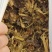 青储玉米饲料，益生菌发酵玉米青储，酒香味浓郁进口机器加工