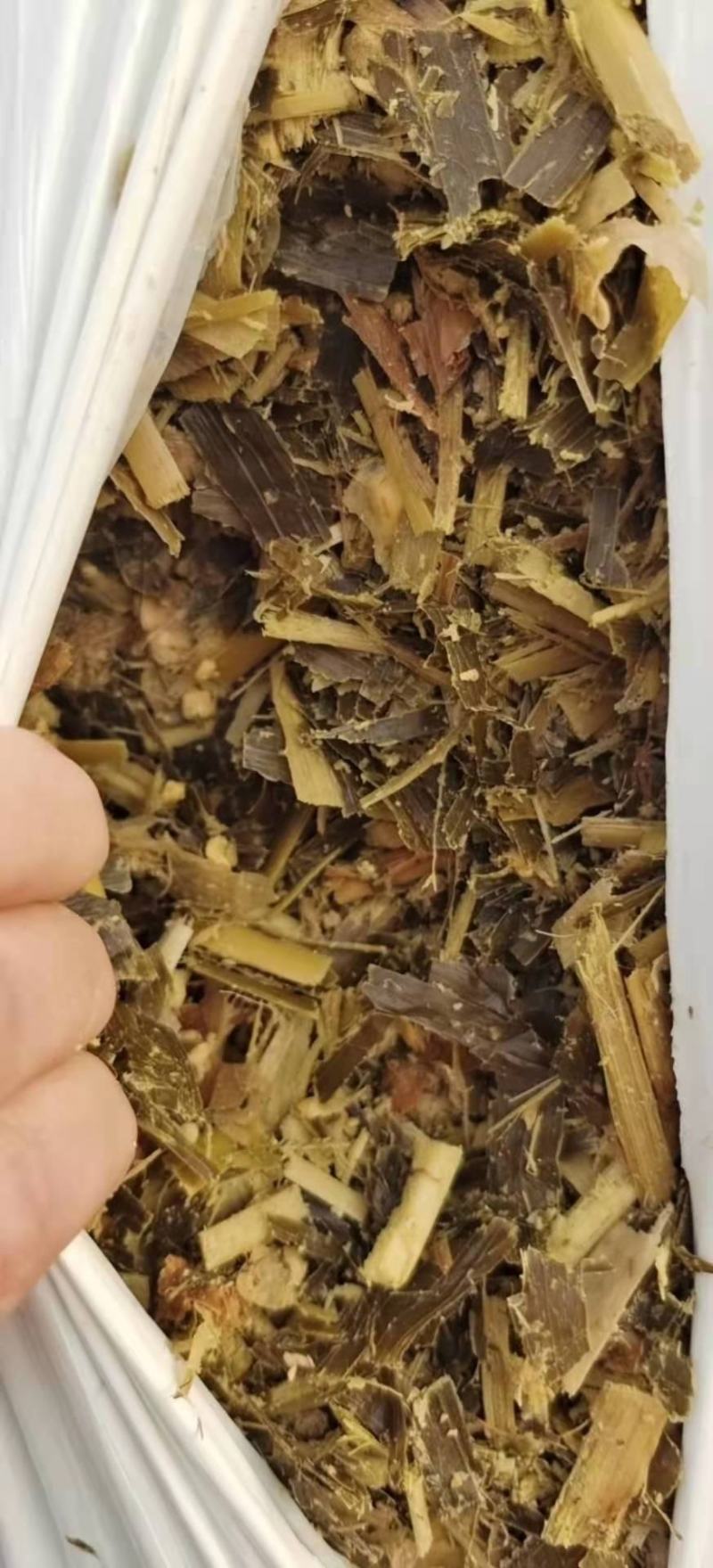青储玉米饲料，益生菌发酵玉米青储，酒香味浓郁进口机器加工
