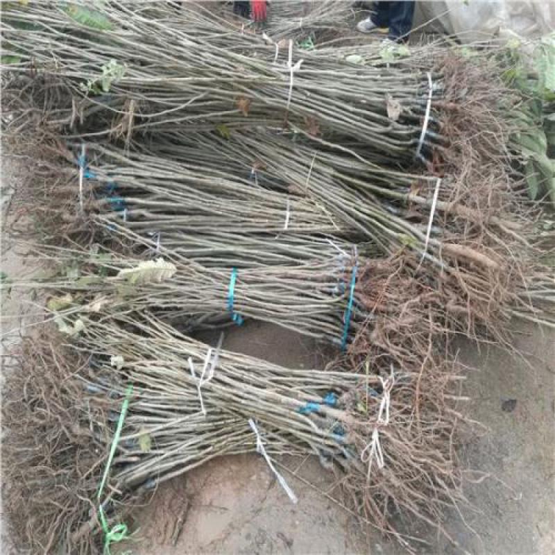 【热销】精品板栗苗，现挖现发，品种纯正，规格齐全死苗补发